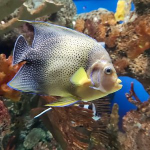 McWane Science Center - Angelfish