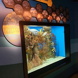 McWane Science Center - Indo-Pacific Reef exhibit