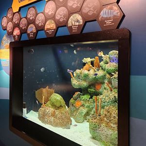 McWane Science Center - Caribbean Reef exhibit