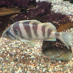 McWane Science Center - Fish in kelp exhibit