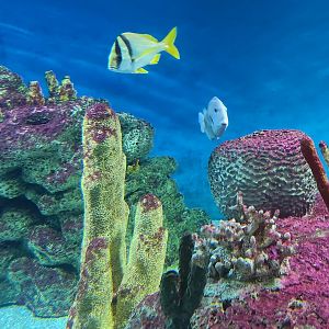 McWane Science Center - Reef fish