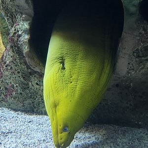 McWane Science Center - Green Moray