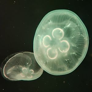 McWane Science Center - Moon Jellyfish