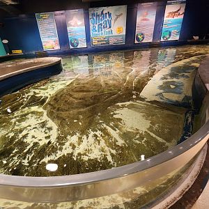 McWane Science Center - Shark & ray touch tank