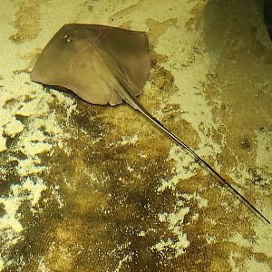 McWane Science Center - Stingray
