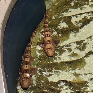 McWane Science Center - Bamboo sharks