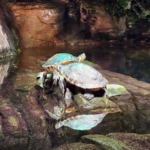 McWane Science Center - Yellow-bellied Sliders