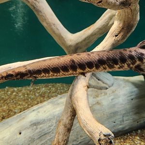 McWane Science Center - Spotted Gar