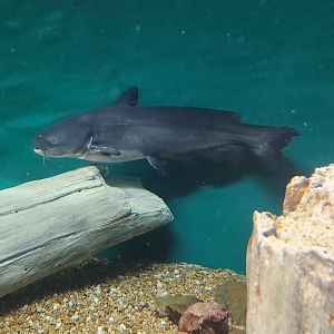 McWane Science Center - Blue Catfish