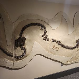 McWane Science Center - Cretoxyrhina display