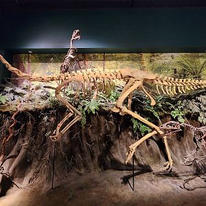 McWane Science Center - Hadrosaur hunted by dromaeosaurs