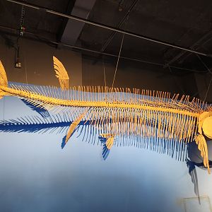 McWane Science Center - Xiphactinus