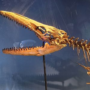 McWane Science Center - Mosasaur