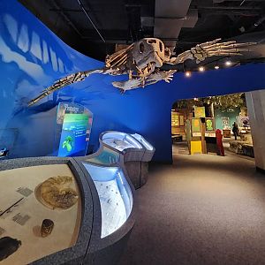 McWane Science Center - Protostega display