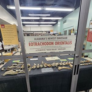 McWane Science Center - Eotrachodon orientalis