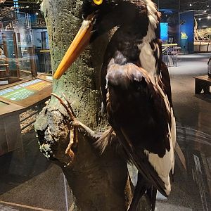 McWane Science Center - Ivory-billed Woodpecker taxidermy