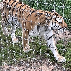 Female Amur Tiger, Tschuna