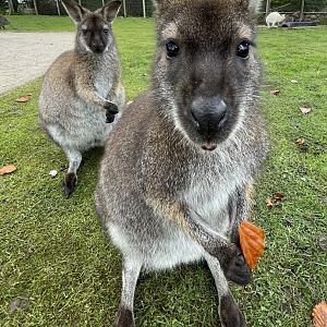 Red-Necked Wallaby’s
