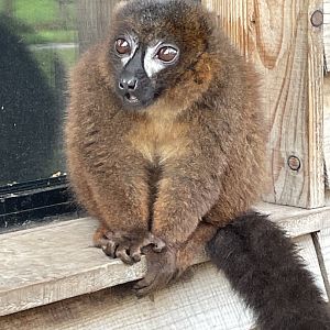Red-Bellied Lemur