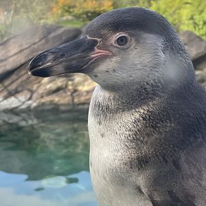 Young Humboldt Penguin
