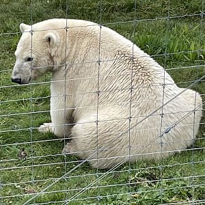 Female Polar Bear, Hope