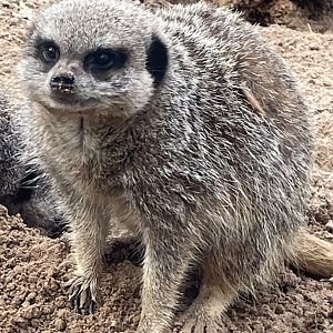 Meerkat