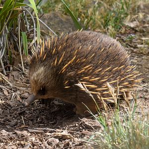 Tasmanian Echidna