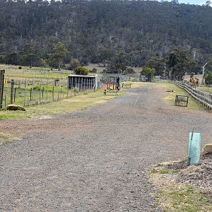 Main Pathway towards zebra/emu/dromedary