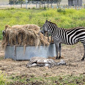 Grant's Zebra with foal
