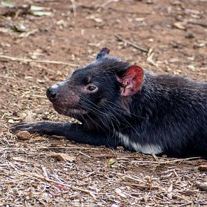 Tasmanian Devil