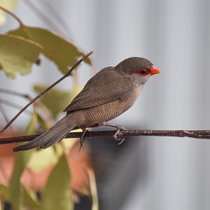 Common Waxbill