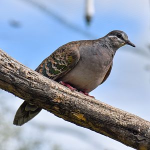 Common Bronzewing