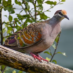 Common Bronzewing