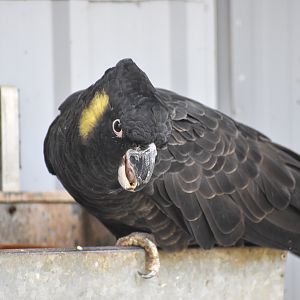 Yellow-tailed Black Cockatoo