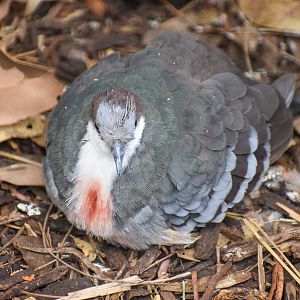 Luzon Bleeding-heart Dove