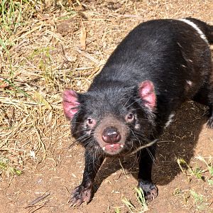Tasmanian Devil