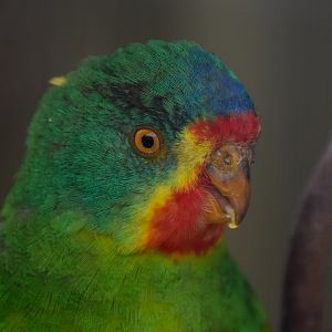 Swift Parrot