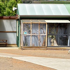 Common Waxbill/Stubble Quail aviary