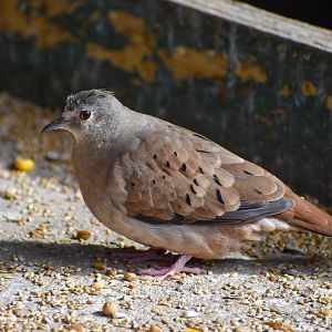 Talpacoti Dove