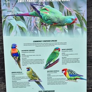 Swift Parrot signage