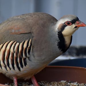 Chukar