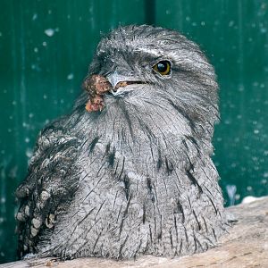 Tawny Frogmouth