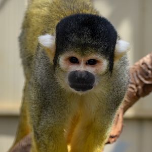 Bolivian Squirrel Monkey