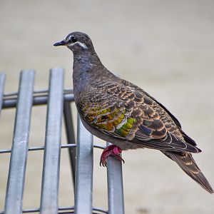 Common Bronzewing
