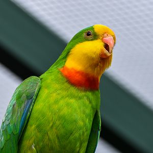 Superb Parrot