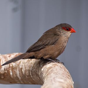 Common Waxbill