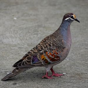 Common Bronzewing
