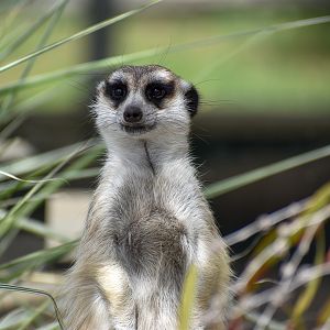 Meerkat
