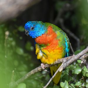 Scarlet-chested Parrot