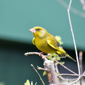 European Greenfinch